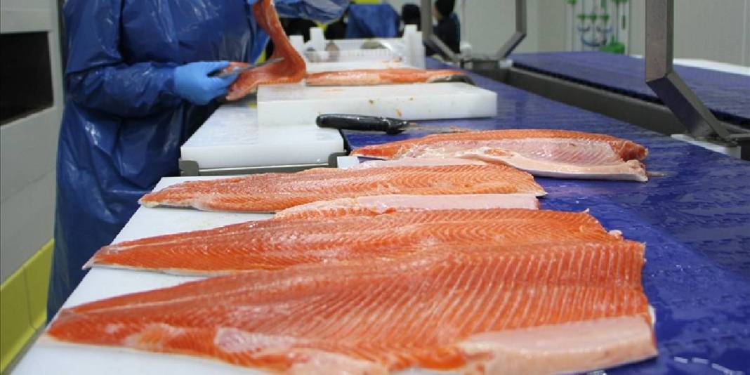 Türk denizlerinden dünya sofralarına! İhracatta büyük artış: Kazancı 369 milyon dolara yaklaştı 2